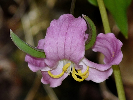 {Trillium catesbaei}